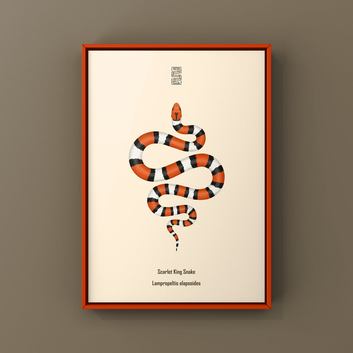 Scarlet Kingsnake Art Print (Lampropeltis elapsoides)