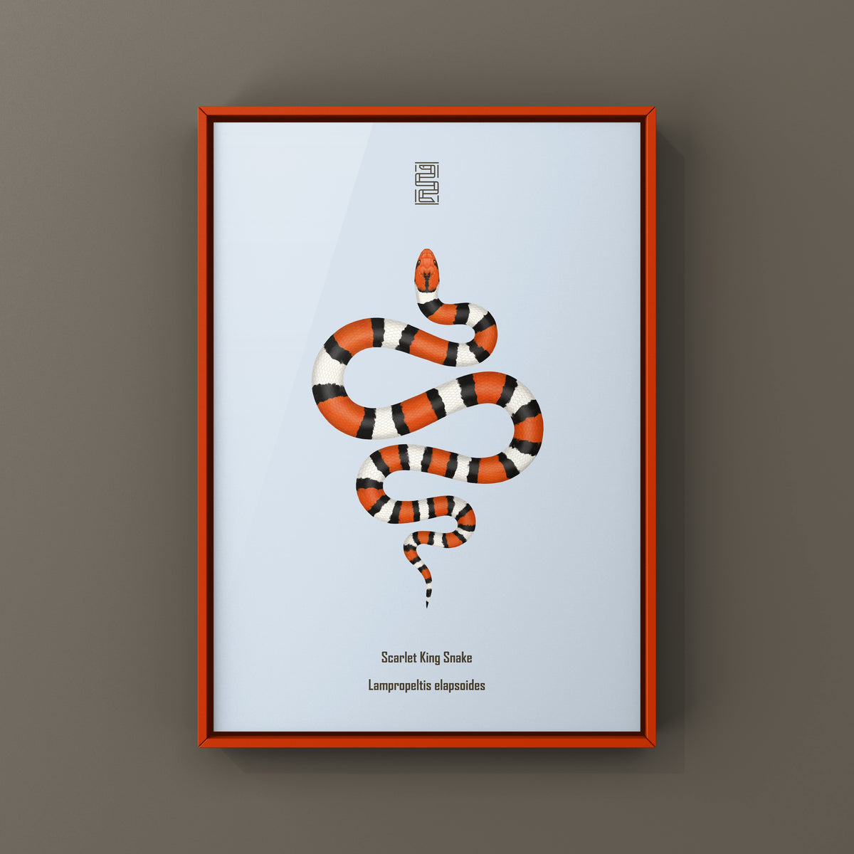 Scarlet Kingsnake Art Print (Lampropeltis elapsoides)