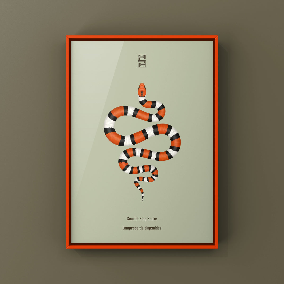 Scarlet Kingsnake Art Print (Lampropeltis elapsoides)