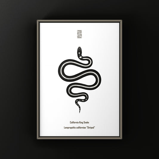 Striped California Kingsnake Art Print (Lampropeltis californiae)