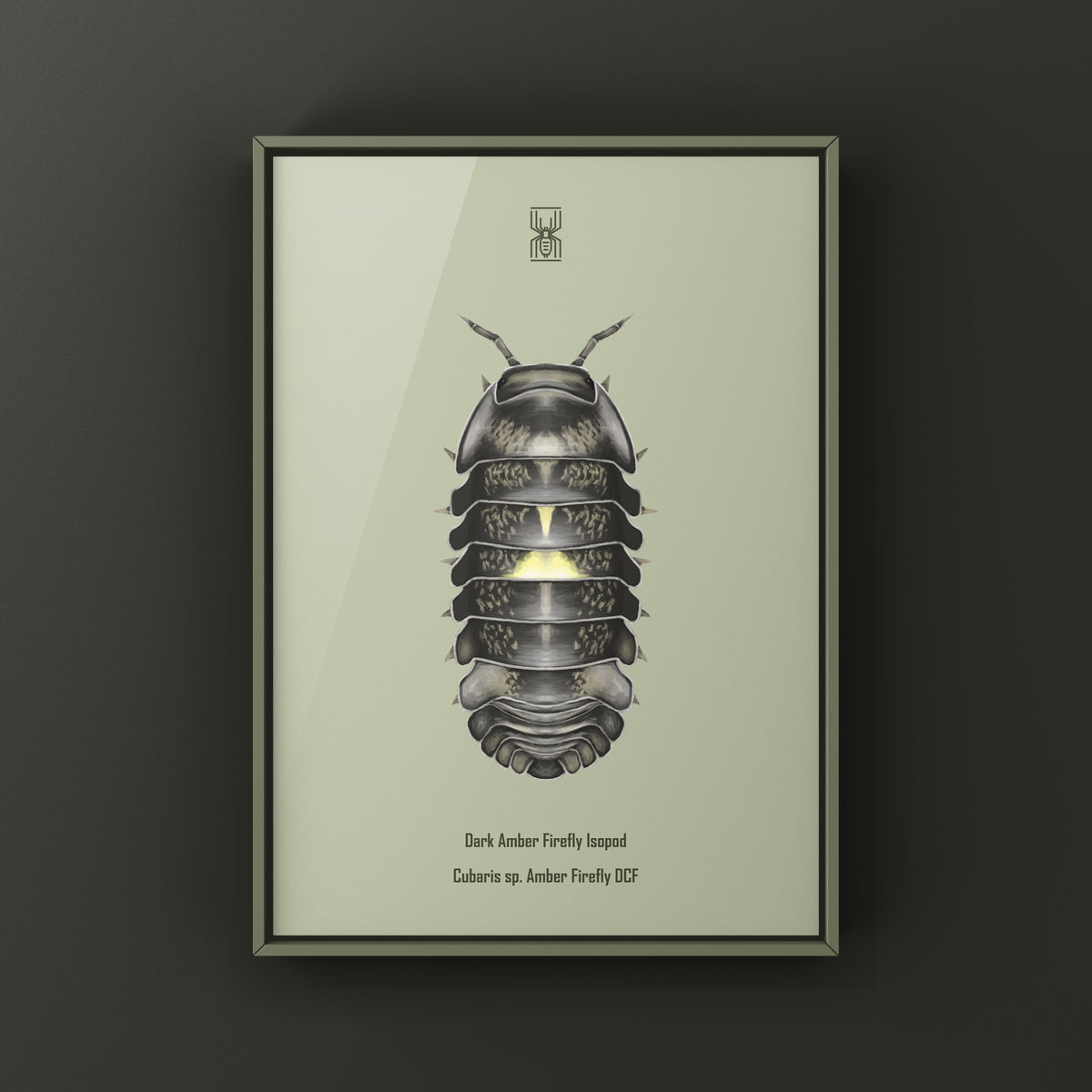 Dark Amber Firefly Isopod Art Print (Cubaris sp. Amber Firefly DCF) from The Silk Ranch