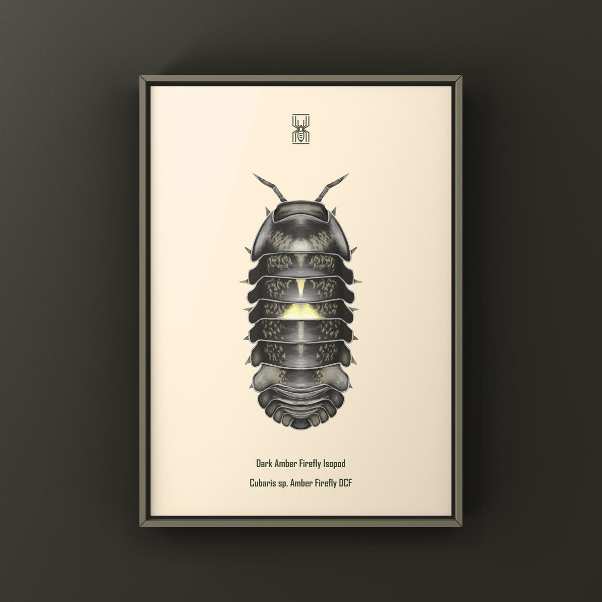 Dark Amber Firefly Isopod Art Print (Cubaris sp. Amber Firefly DCF) from The Silk Ranch