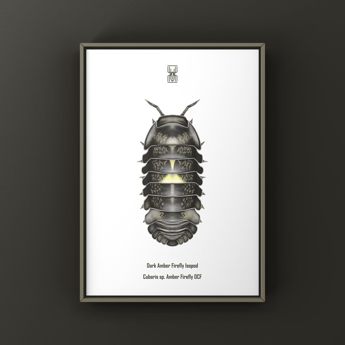 Dark Amber Firefly Isopod Art Print (Cubaris sp. Amber Firefly DCF) from The Silk Ranch