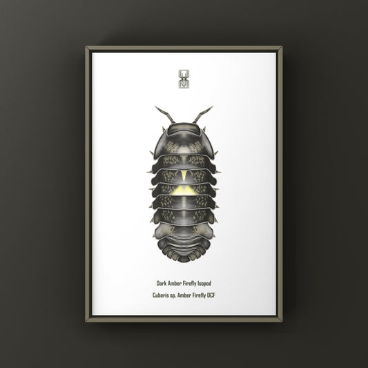 Dark amber Firefly Isopod art print featuring Cubaris sp. Amber Firefly DCF, showcasing detailed illustration of the isopod species.