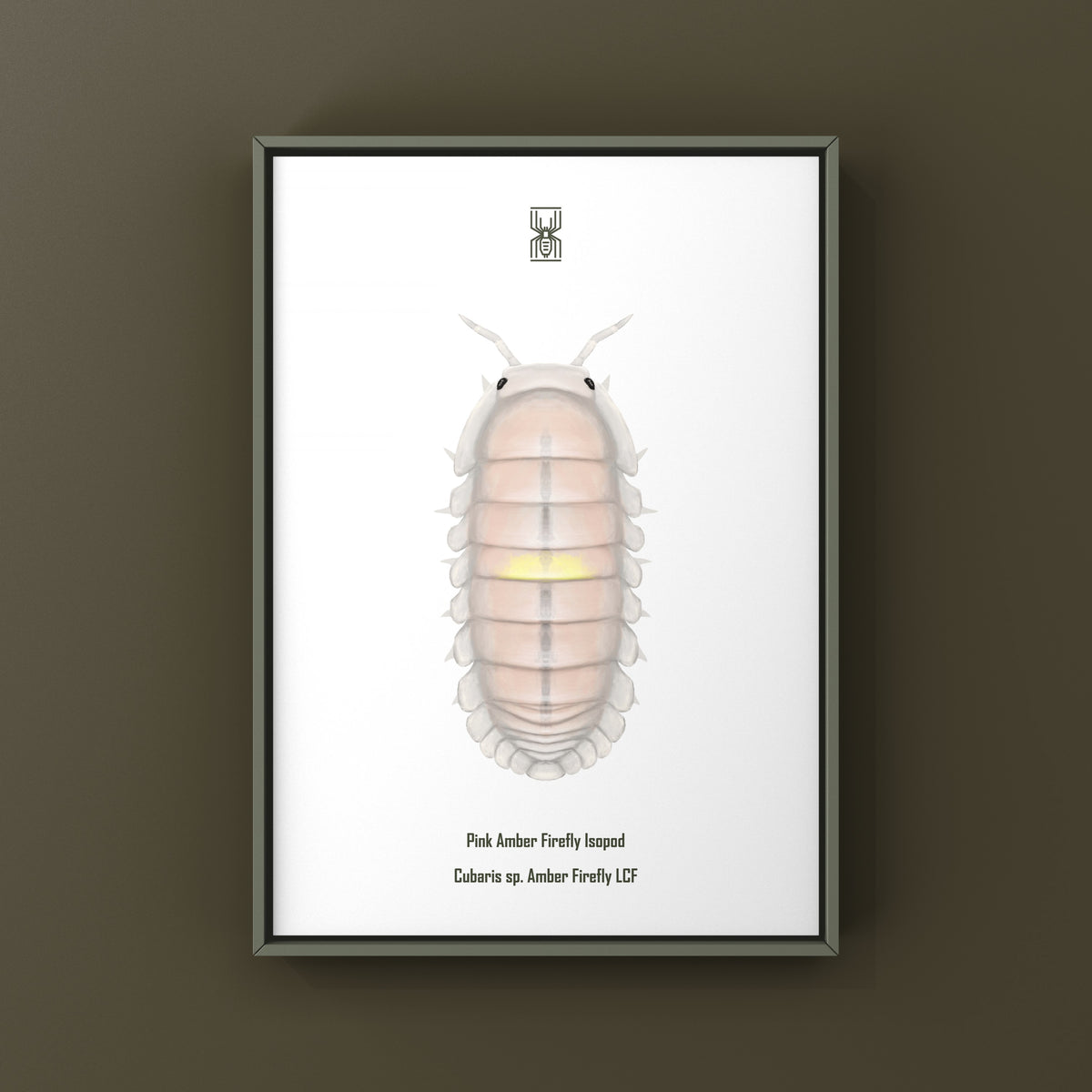 Pink Amber Firefly Isopod Art Print (Cubaris sp. Amber Firefly LCF) from The Silk Ranch