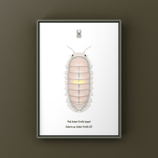 Pink Amber Firefly Isopod art print featuring Cubaris sp. Amber Firefly LCF, showcasing intricate details and vibrant pink hues.