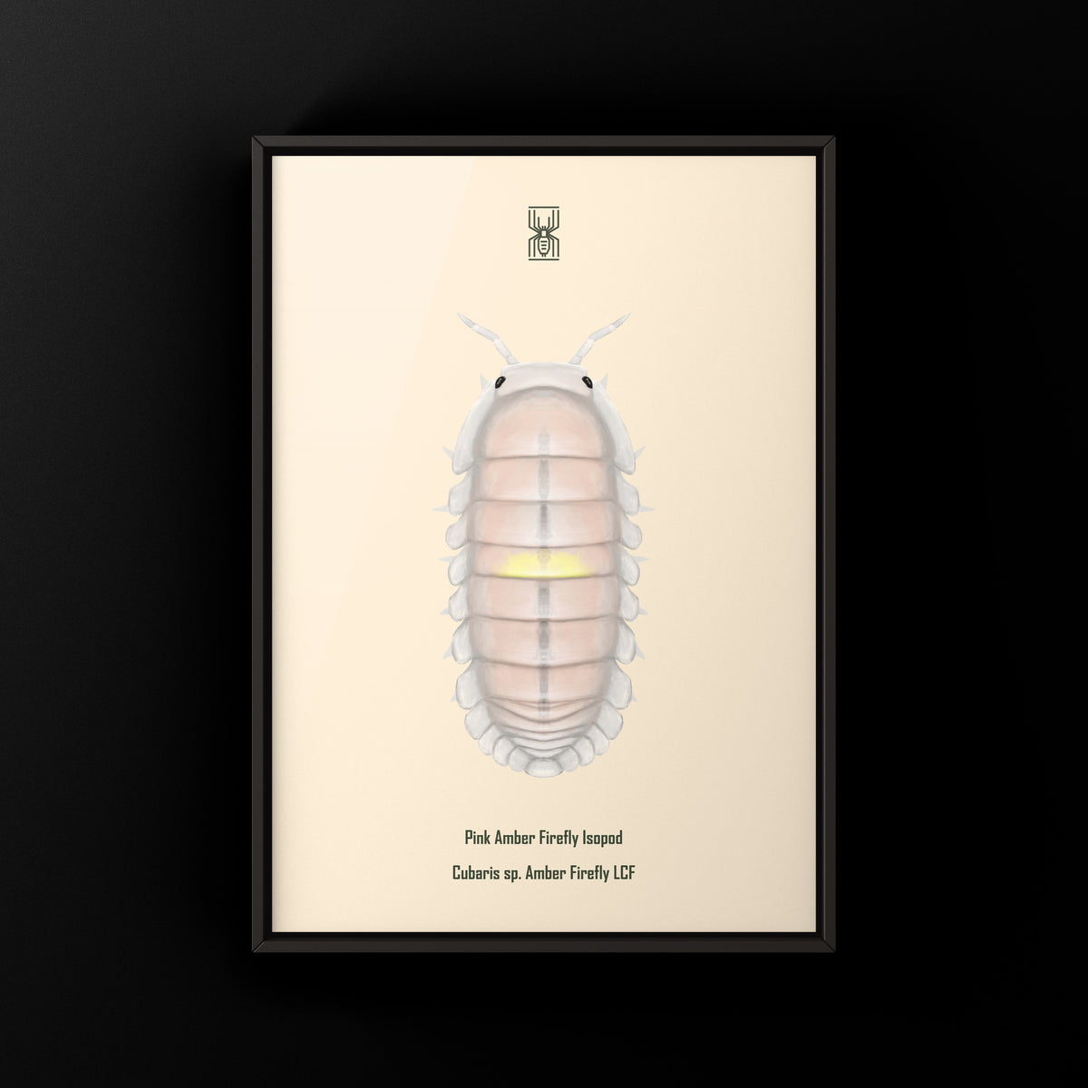Pink Amber Firefly Isopod Art Print (Cubaris sp. Amber Firefly LCF) from The Silk Ranch