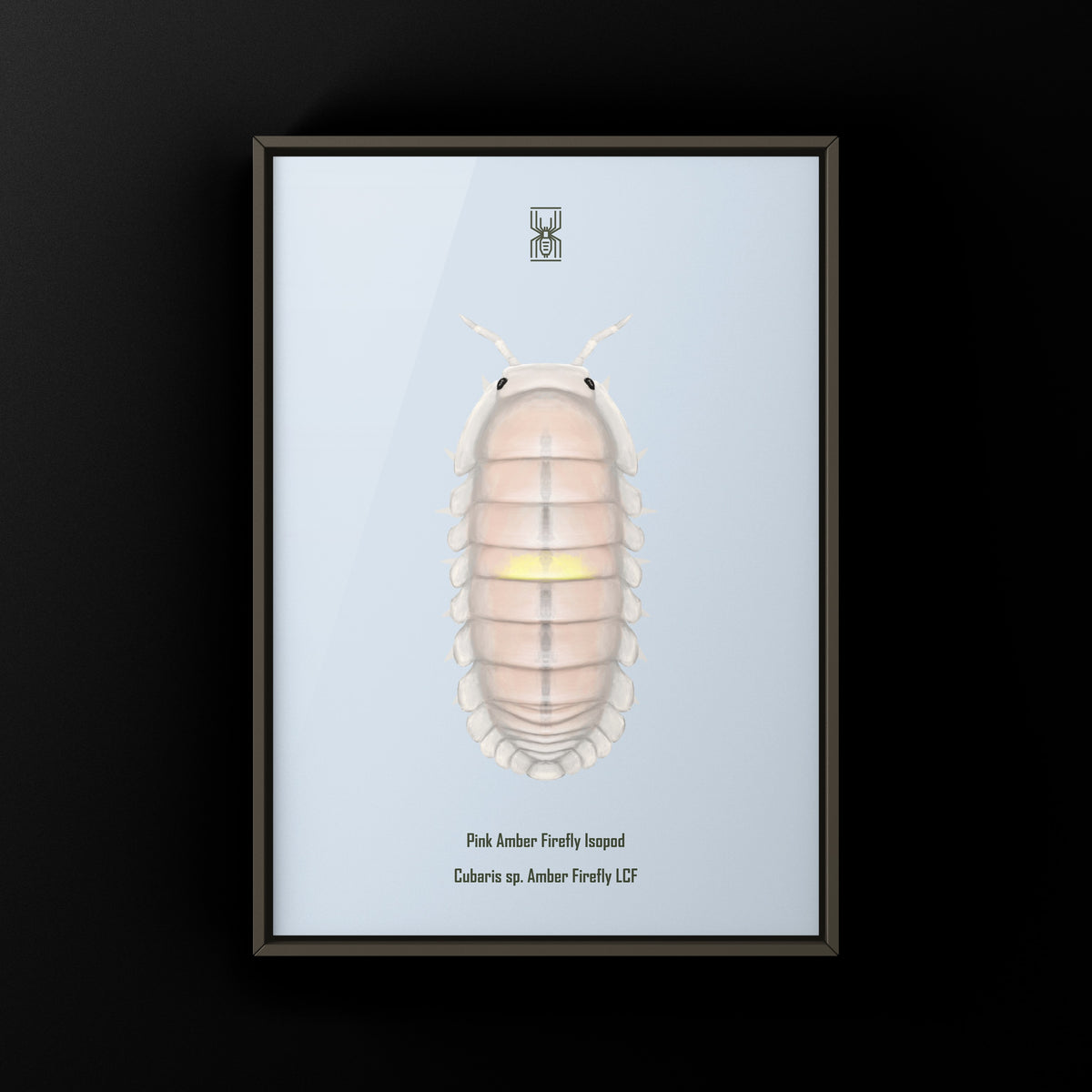 Pink Amber Firefly Isopod Art Print (Cubaris sp. Amber Firefly LCF) from The Silk Ranch