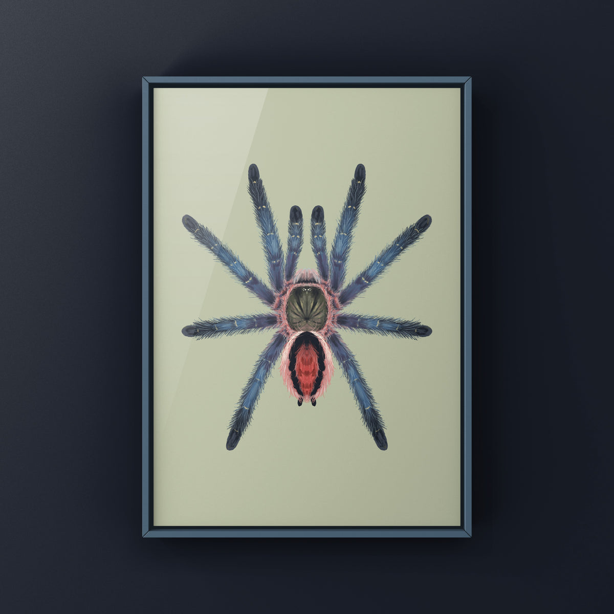 Amazon Purple Sapphire Tarantula Art Print (Ybyrapora sooretama) from The Silk Ranch