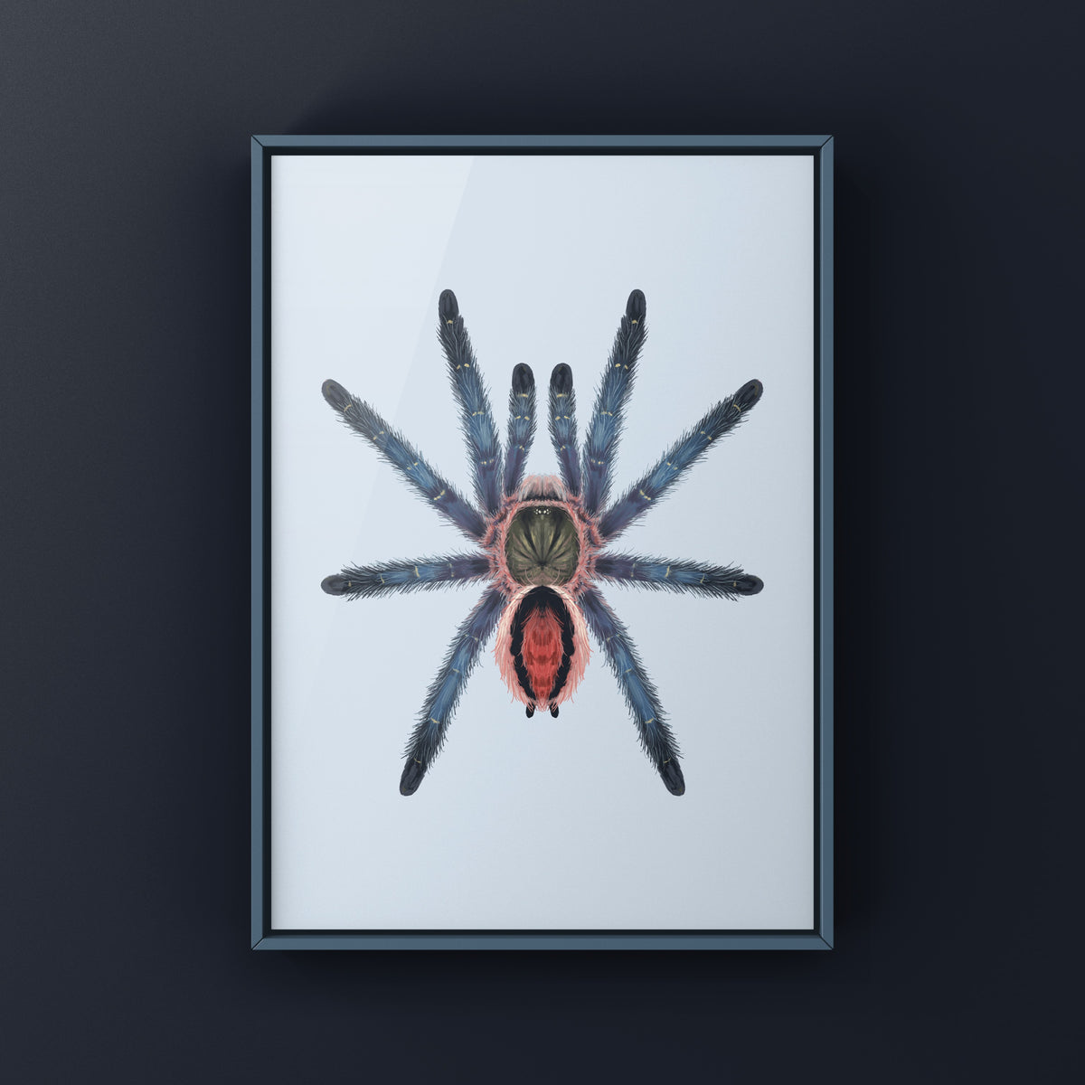 Amazon Purple Sapphire Tarantula Art Print (Ybyrapora sooretama) from The Silk Ranch