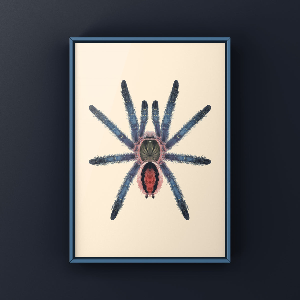 Amazon Purple Sapphire Tarantula Art Print (Ybyrapora sooretama) from The Silk Ranch