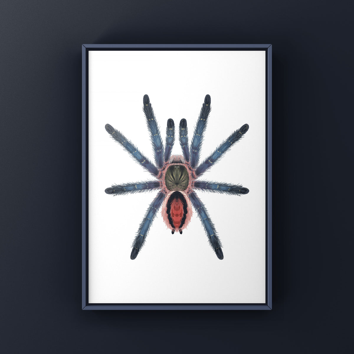 Amazon Purple Sapphire Tarantula Art Print (Ybyrapora sooretama) from The Silk Ranch
