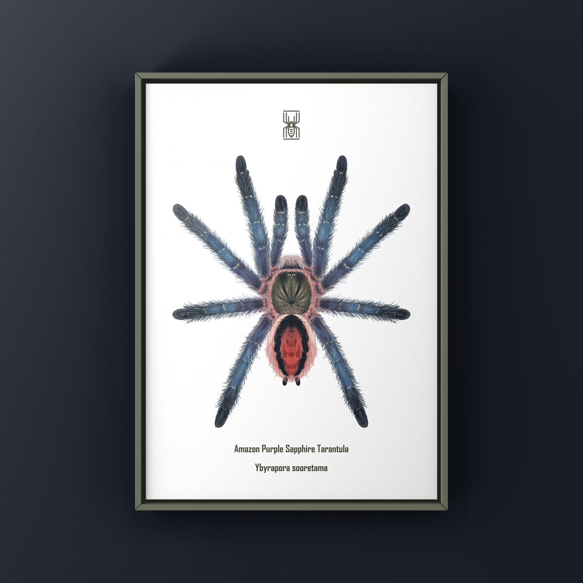 Amazon Purple Sapphire Tarantula Art Print (Ybyrapora sooretama) from The Silk Ranch