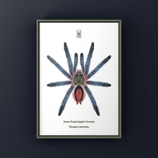Close-up of Amazon purple sapphire tarantula art print featuring Ybyrapora sooretama on textured paper by The Silk Ranch.