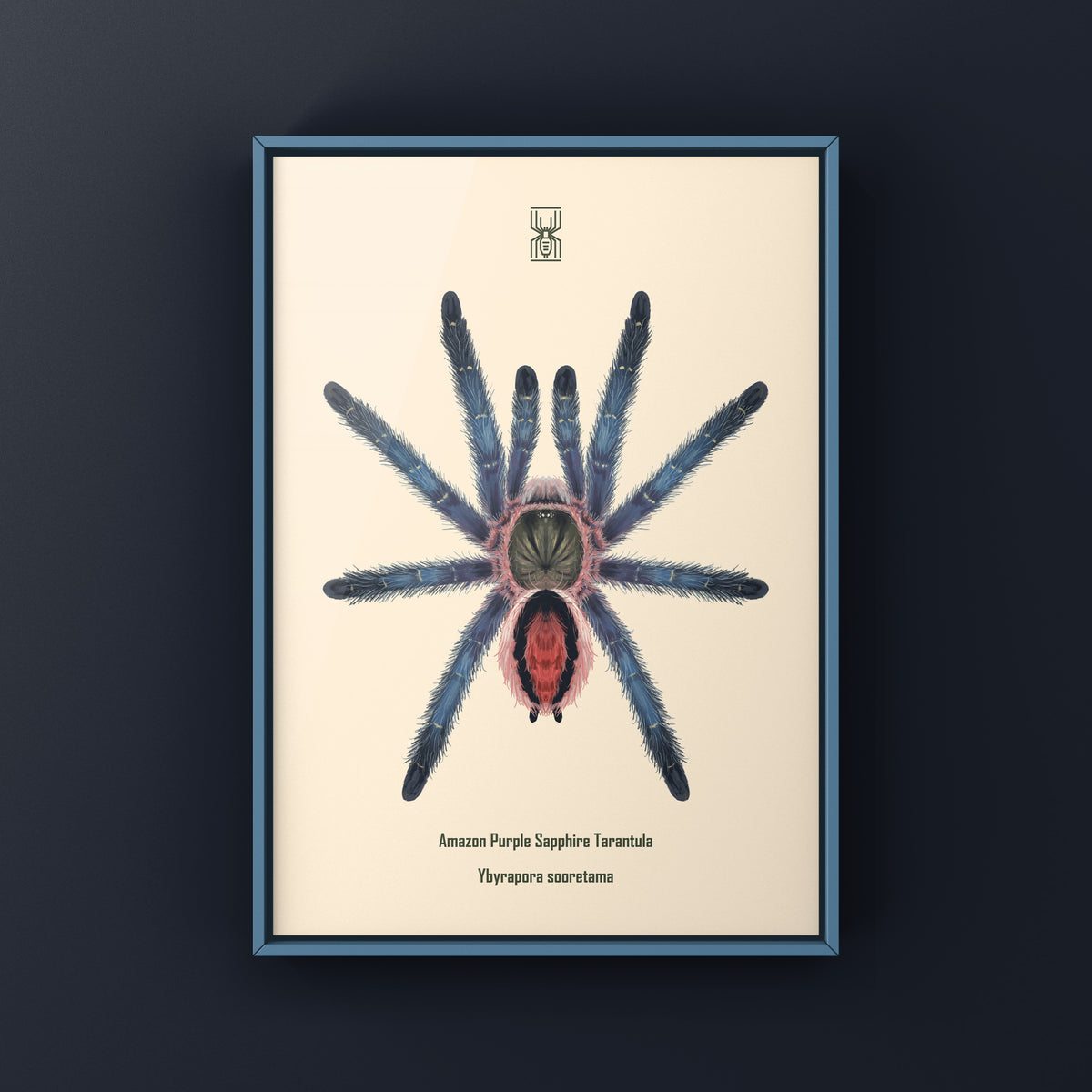 Amazon Purple Sapphire Tarantula Art Print (Ybyrapora sooretama) from The Silk Ranch