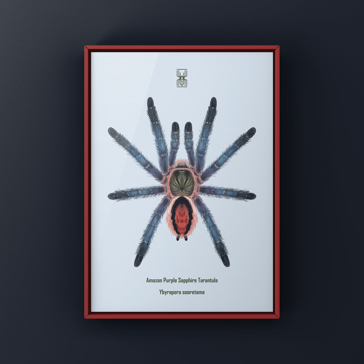 Amazon Purple Sapphire Tarantula Art Print (Ybyrapora sooretama) from The Silk Ranch