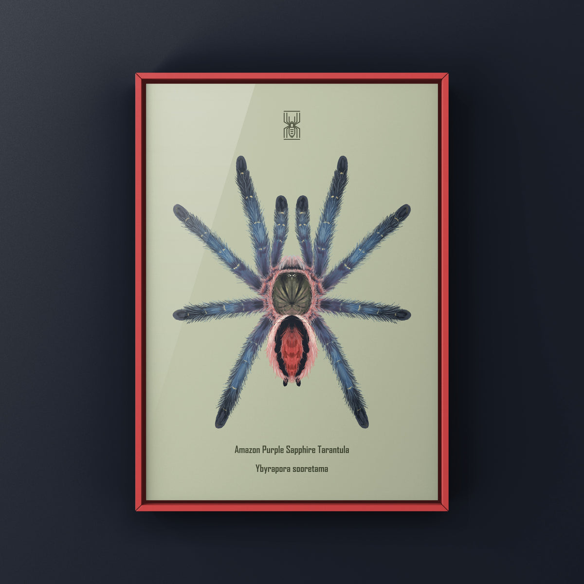Amazon Purple Sapphire Tarantula Art Print (Ybyrapora sooretama) from The Silk Ranch