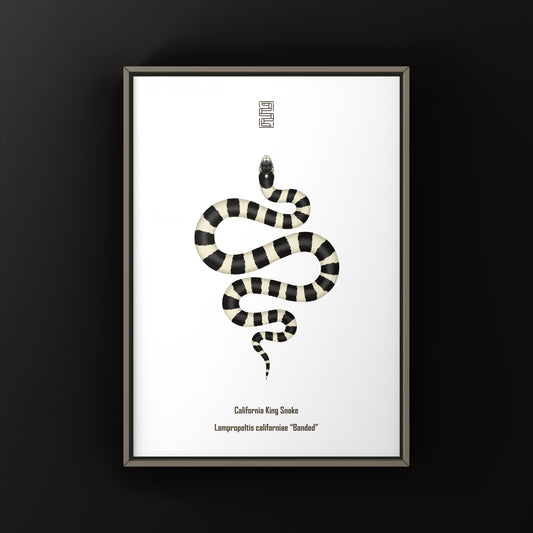 Banded California Kingsnake Art Print (Lampropeltis californiae)