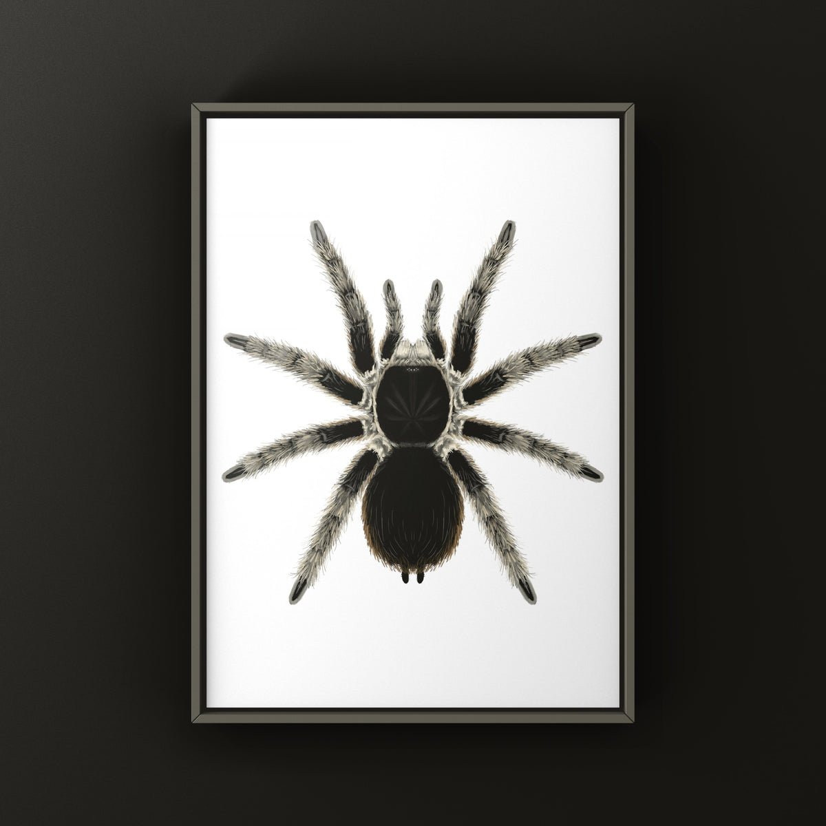 Sierra Madre Wooly Tarantula Art Print (Clavopelma tamaulipeca) from The Silk Ranch