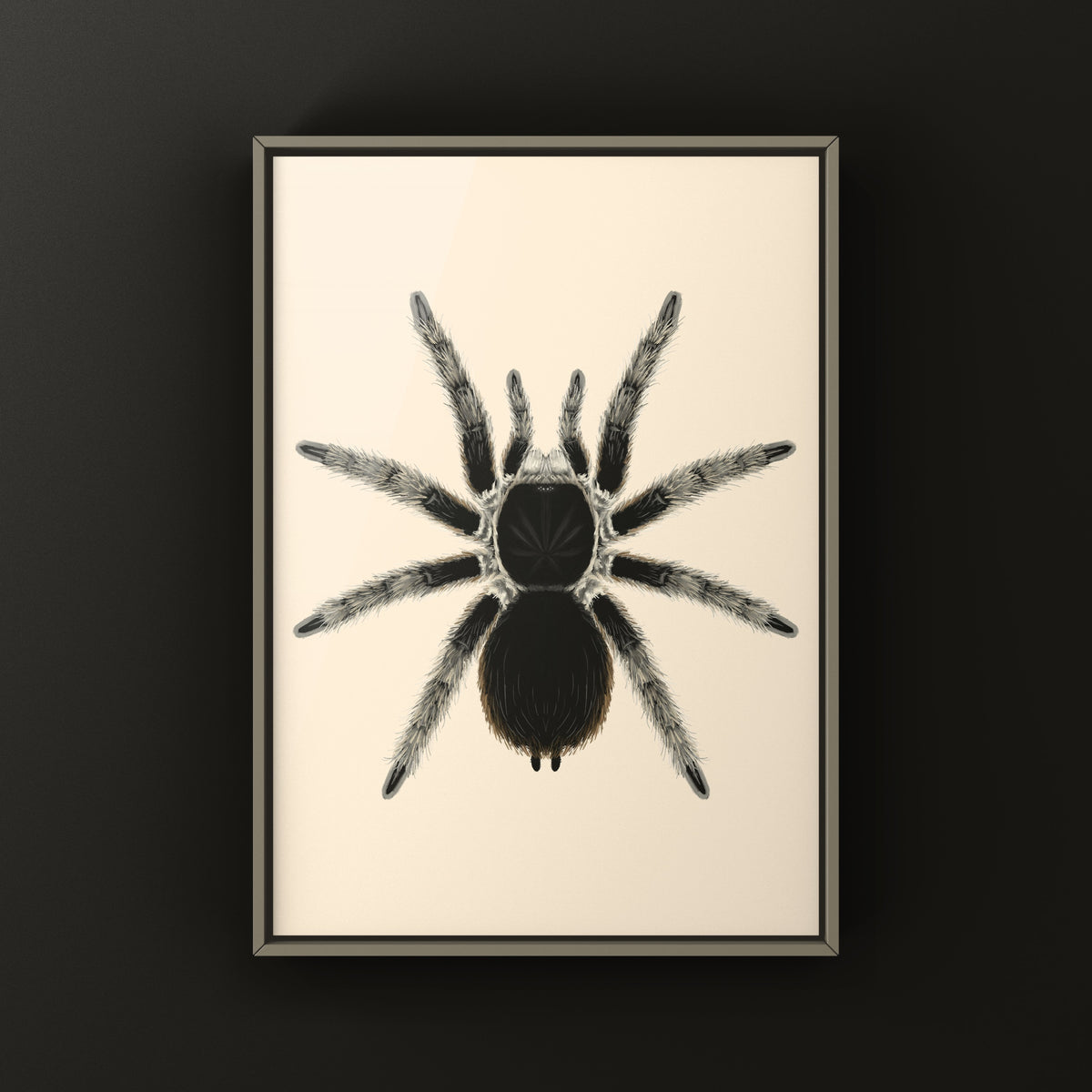 Sierra Madre Wooly Tarantula Art Print (Clavopelma tamaulipeca) from The Silk Ranch