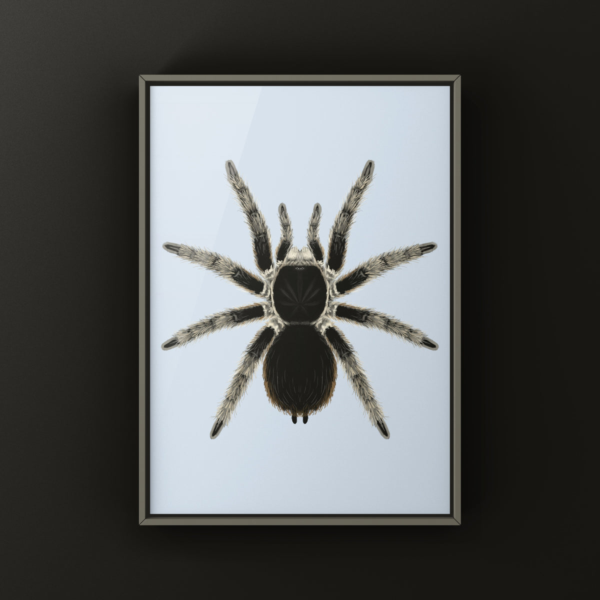 Sierra Madre Wooly Tarantula Art Print (Clavopelma tamaulipeca) from The Silk Ranch