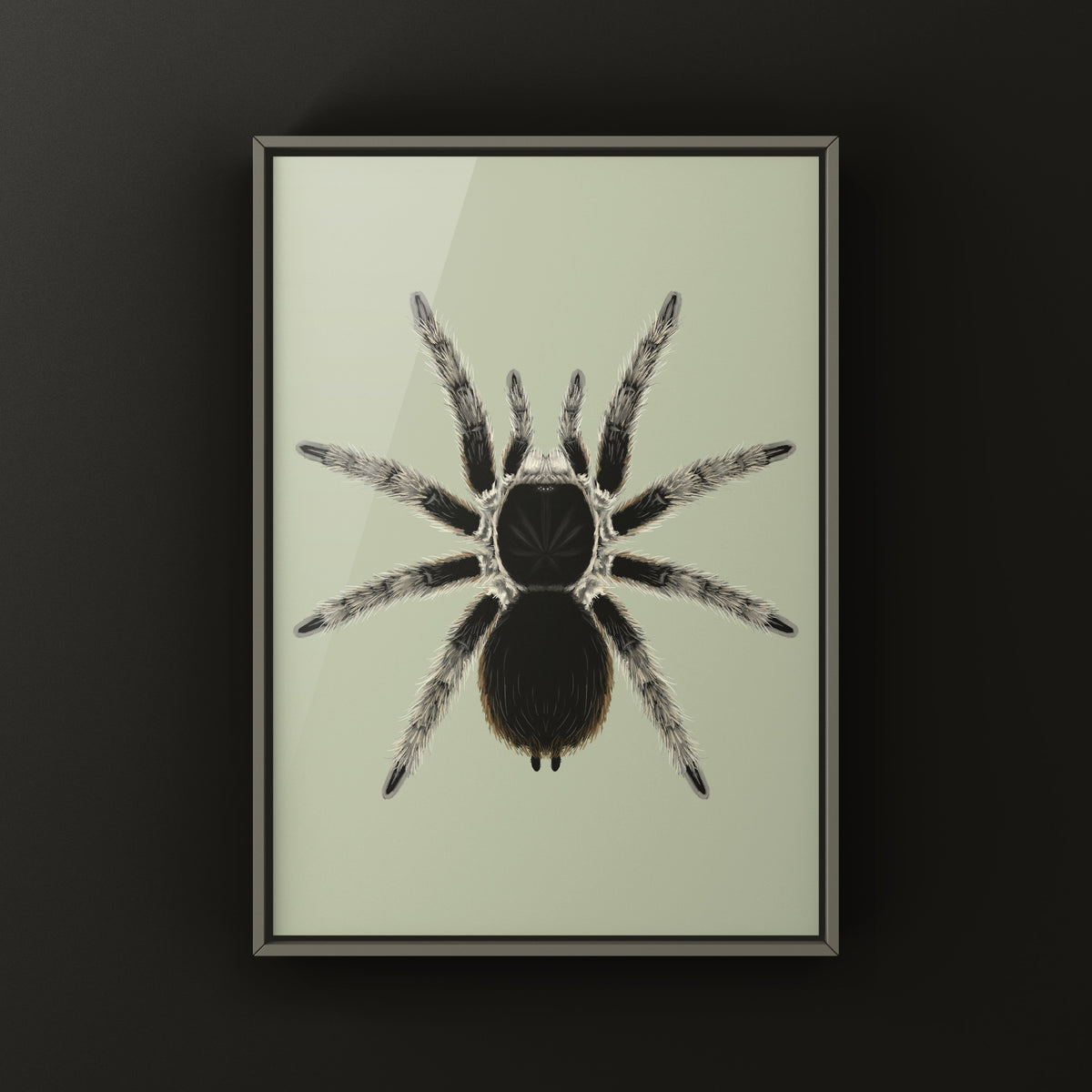 Sierra Madre Wooly Tarantula Art Print (Clavopelma tamaulipeca) from The Silk Ranch