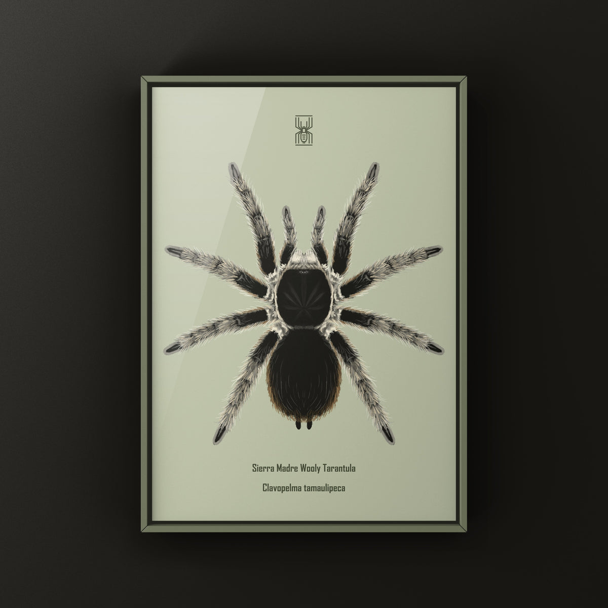 Sierra Madre Wooly Tarantula Art Print (Clavopelma tamaulipeca) from The Silk Ranch