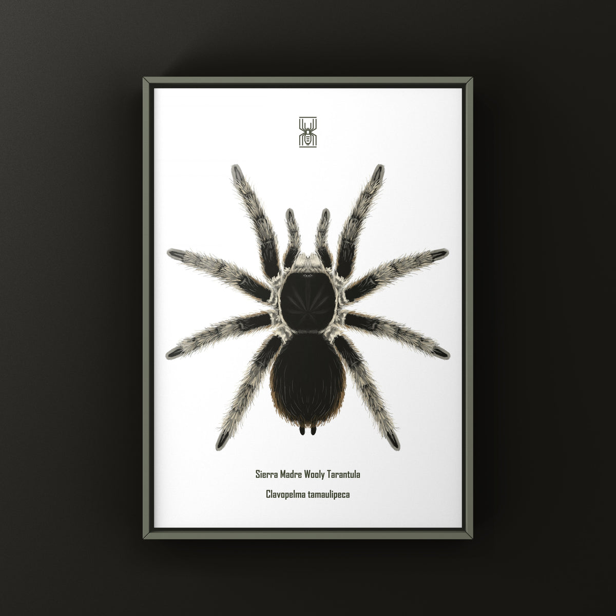 Sierra Madre Wooly Tarantula Art Print (Clavopelma tamaulipeca) from The Silk Ranch
