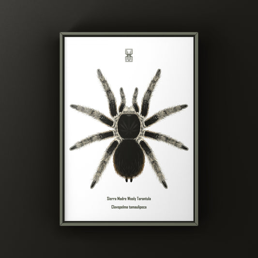 Close-up of Sierra Madre Wooly Tarantula art print by The Silk Ranch, showcasing detailed illustration of Clavopelma tamaulipeca.