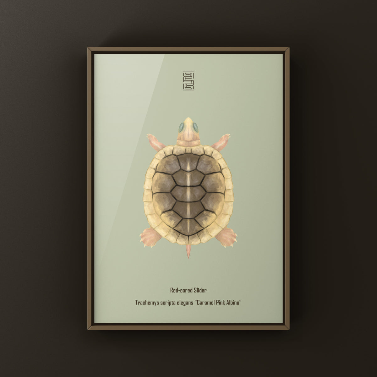 Caramel Pink Albino Red-eared Slider Art Print (Trachemys scripta elegans)
