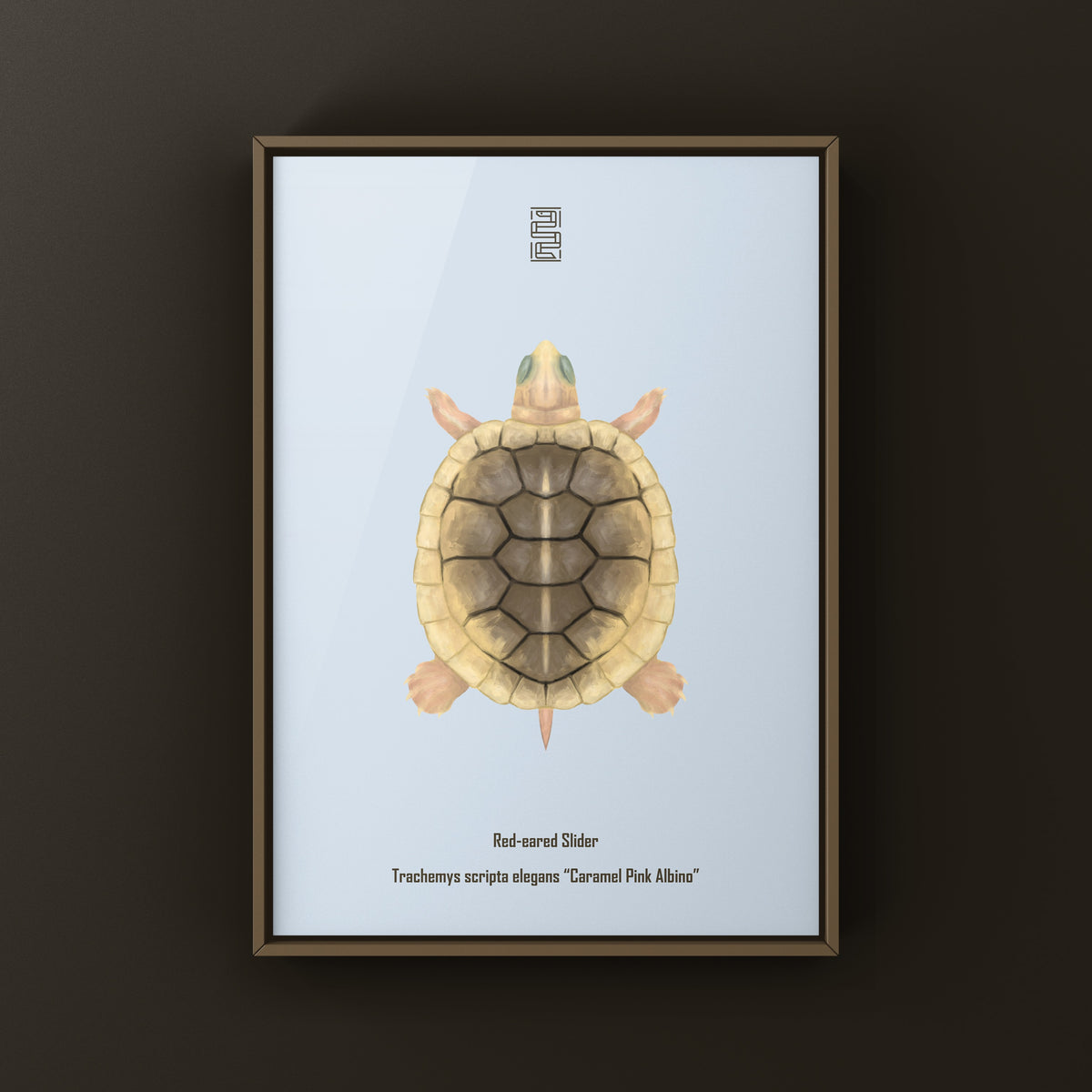 Caramel Pink Albino Red-eared Slider Art Print (Trachemys scripta elegans)