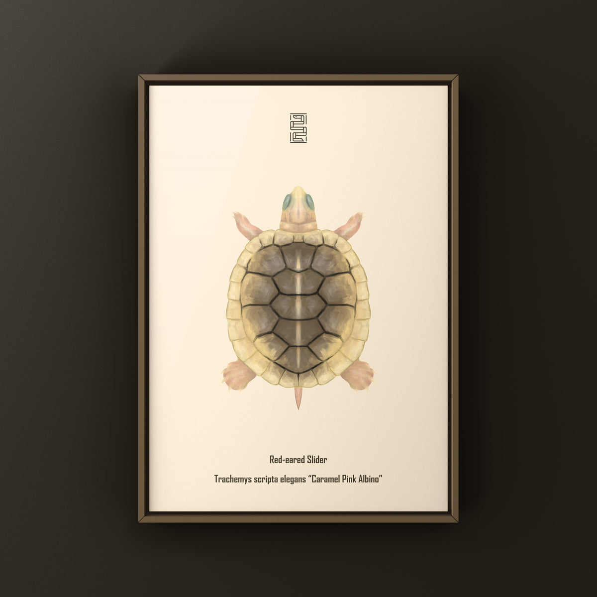 Caramel Pink Albino Red-eared Slider Art Print (Trachemys scripta elegans)