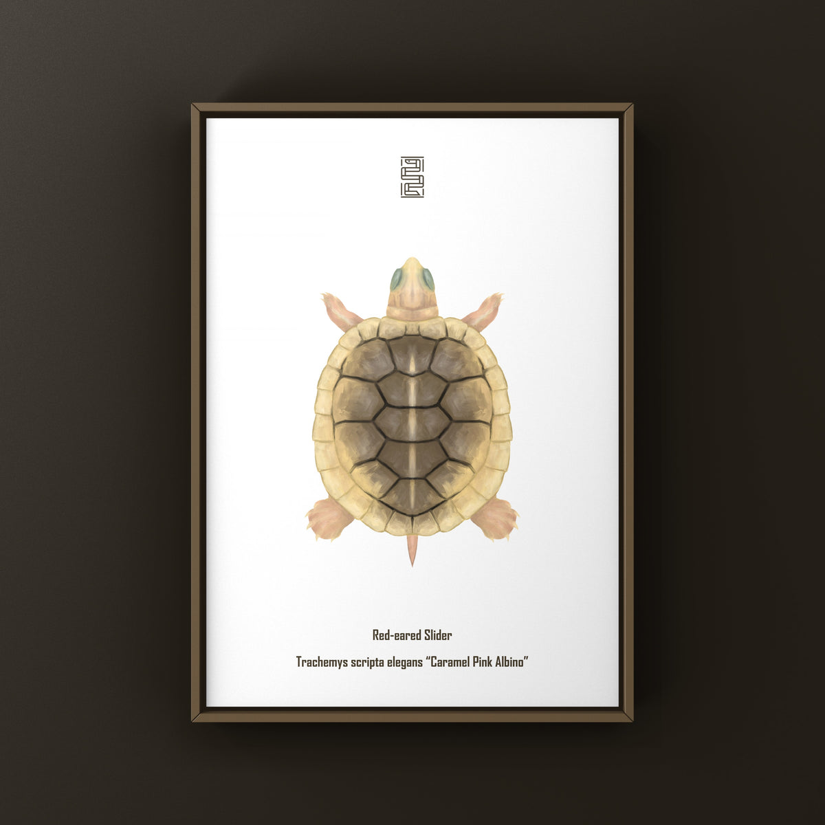 Caramel Pink Albino Red-eared Slider Art Print (Trachemys scripta elegans)