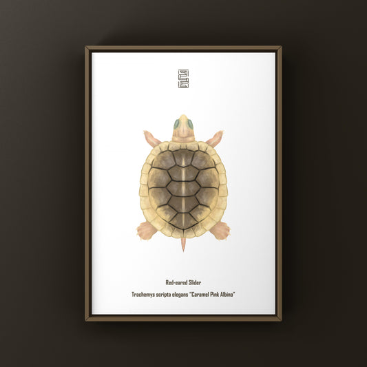 Caramel Pink Albino Red-eared Slider Art Print (Trachemys scripta elegans)