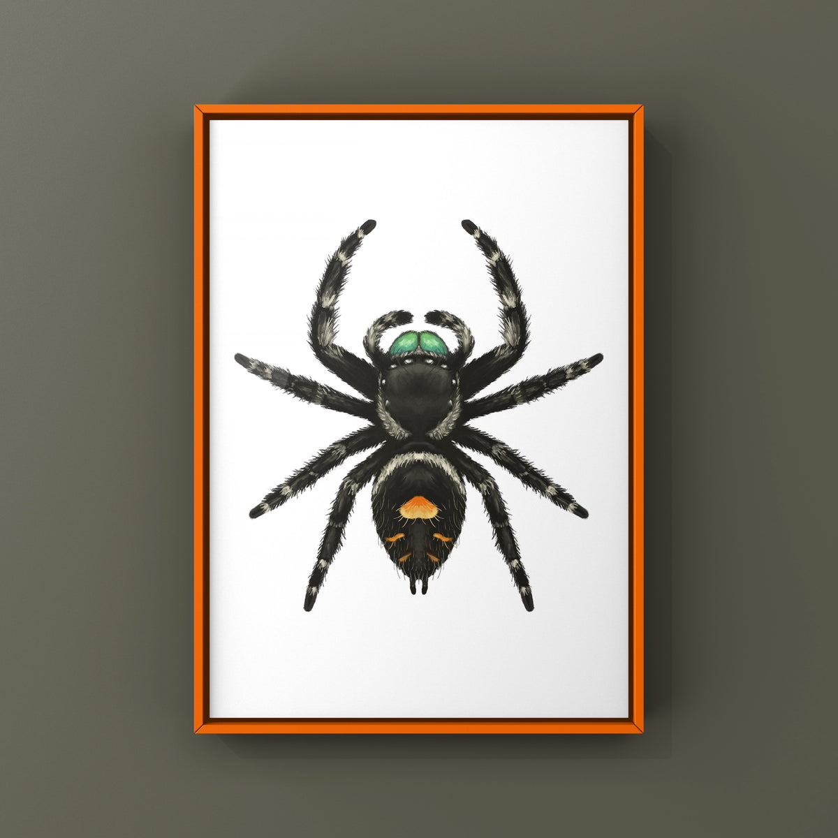 Bold Jumping Spider Art Print (Phidippus audax) — Male from The Silk Ranch