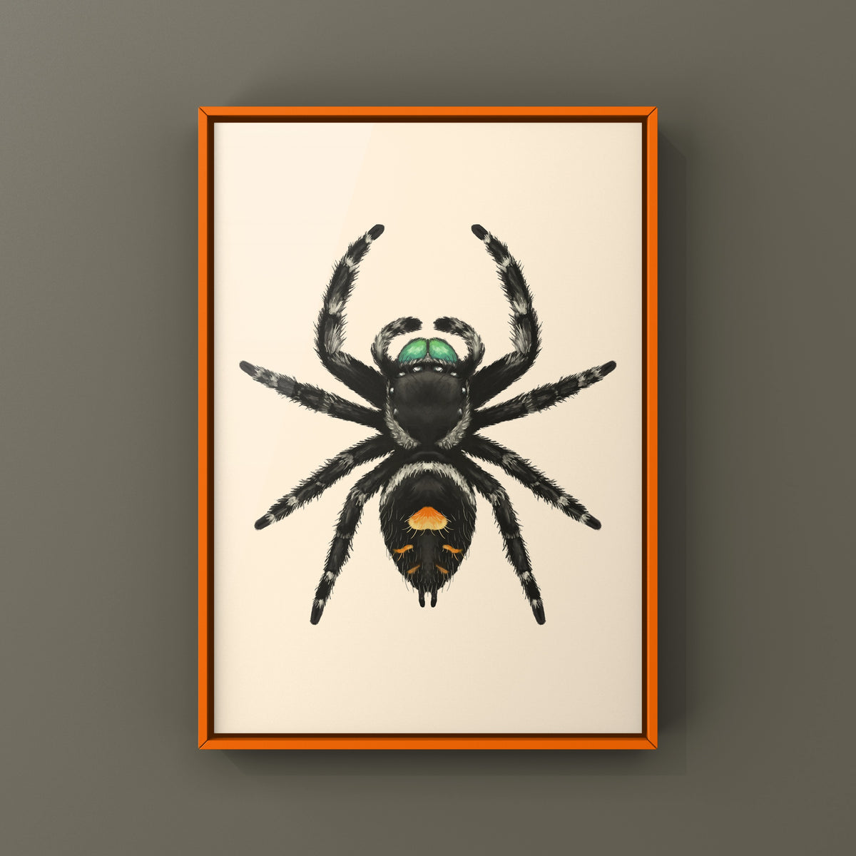 Bold Jumping Spider Art Print (Phidippus audax) — Male from The Silk Ranch