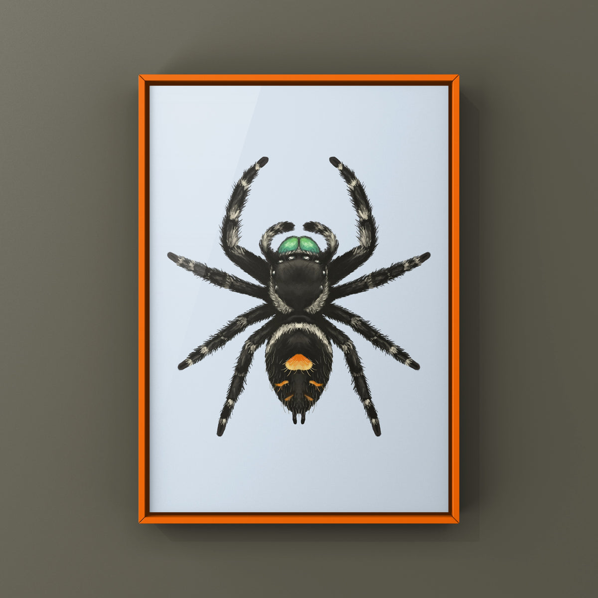 Bold Jumping Spider Art Print (Phidippus audax) — Male from The Silk Ranch