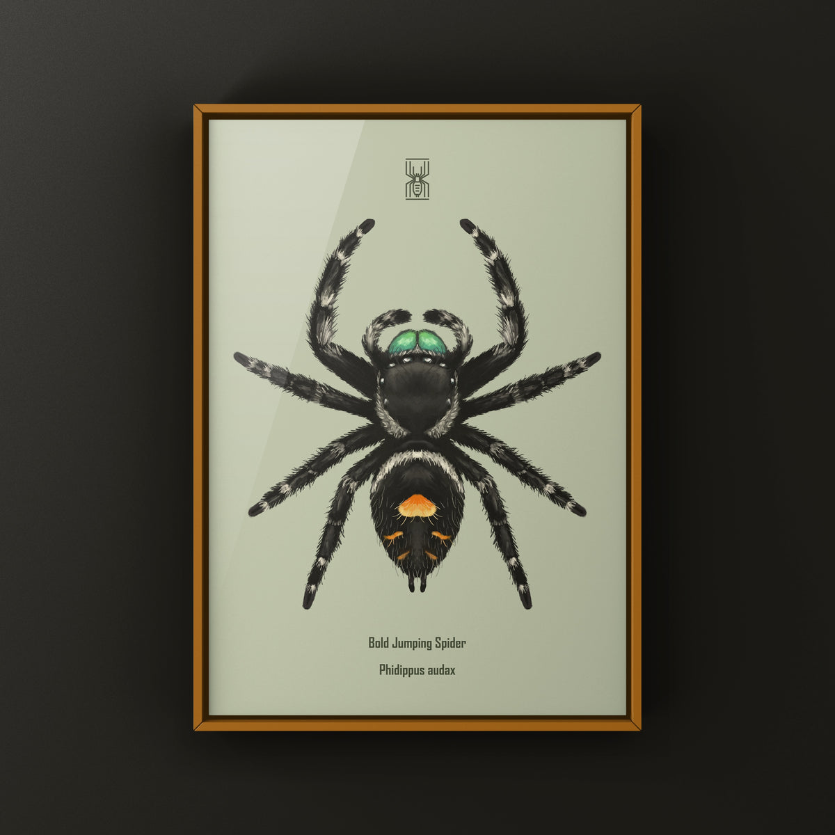 Bold Jumping Spider Art Print (Phidippus audax) — Male from The Silk Ranch