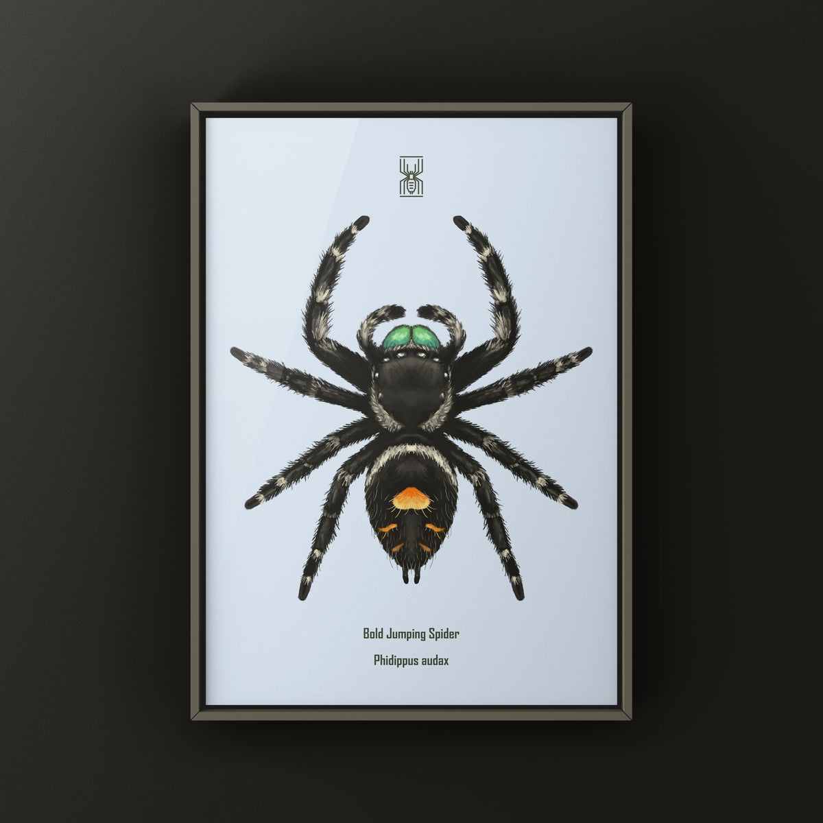 Bold Jumping Spider Art Print (Phidippus audax) — Male from The Silk Ranch