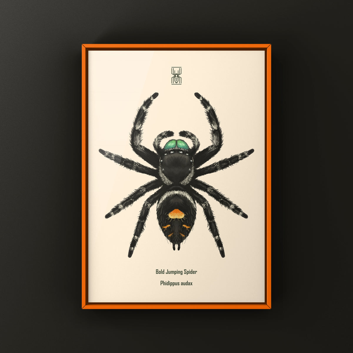 Bold Jumping Spider Art Print (Phidippus audax) — Male from The Silk Ranch