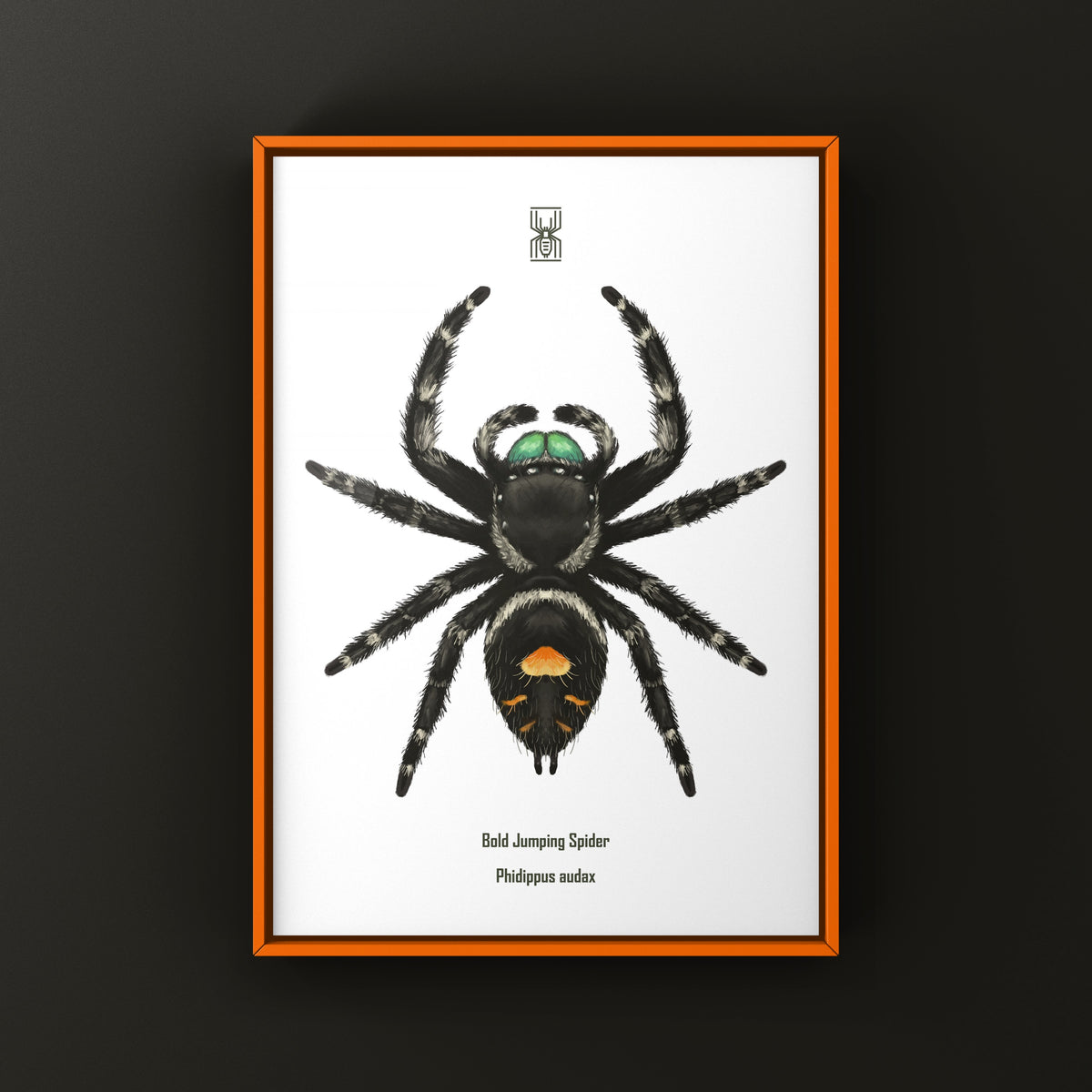 Bold Jumping Spider Art Print (Phidippus audax) — Male from The Silk Ranch
