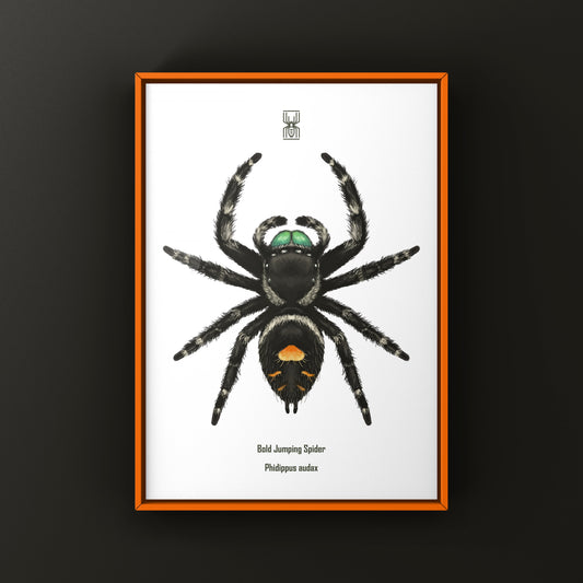 Male bold jumping spider art print by The Silk Ranch showing detailed Phidippus audax spider illustration.
