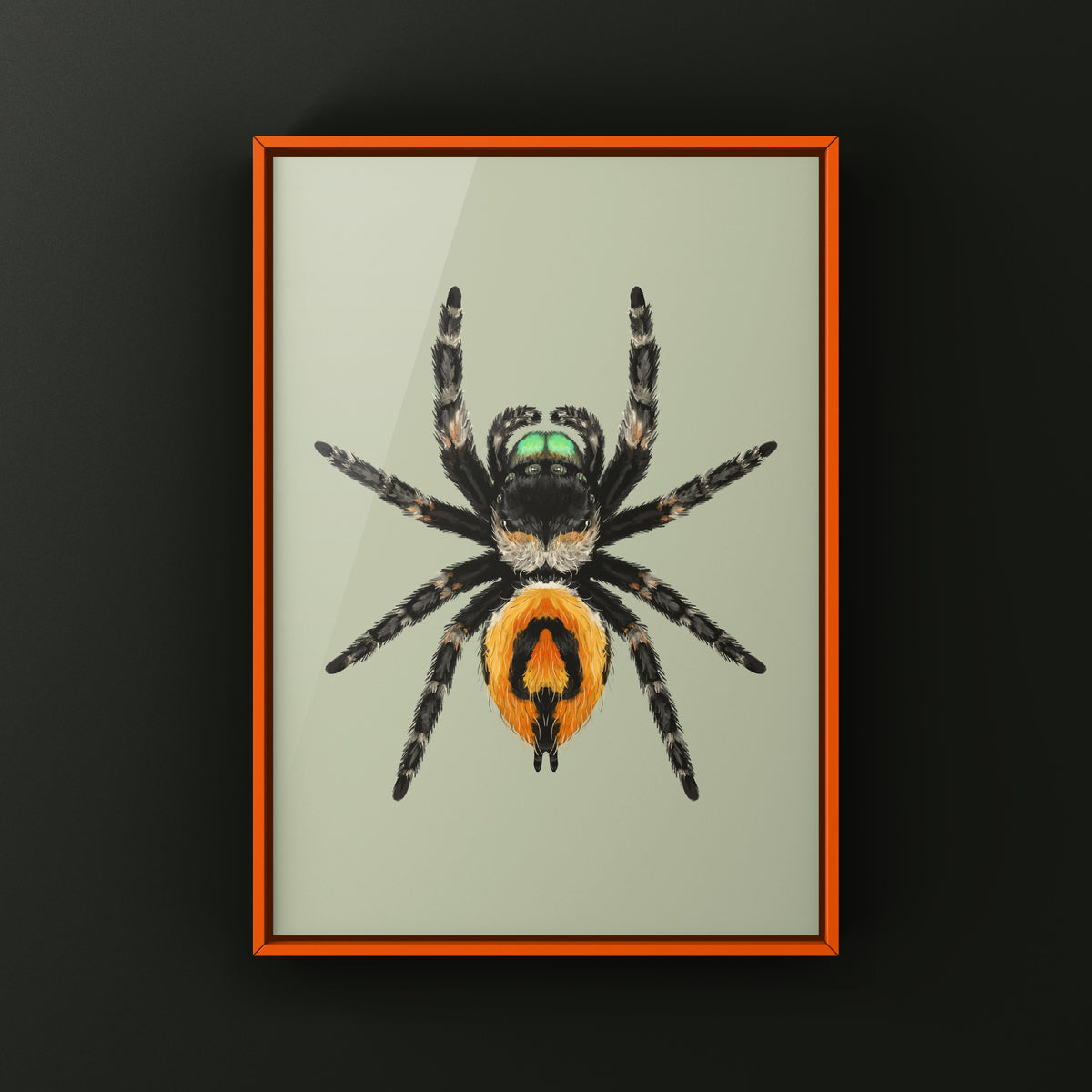 Bold Jumping Spider Art Print (Phidippus audax) — Female from The Silk Ranch