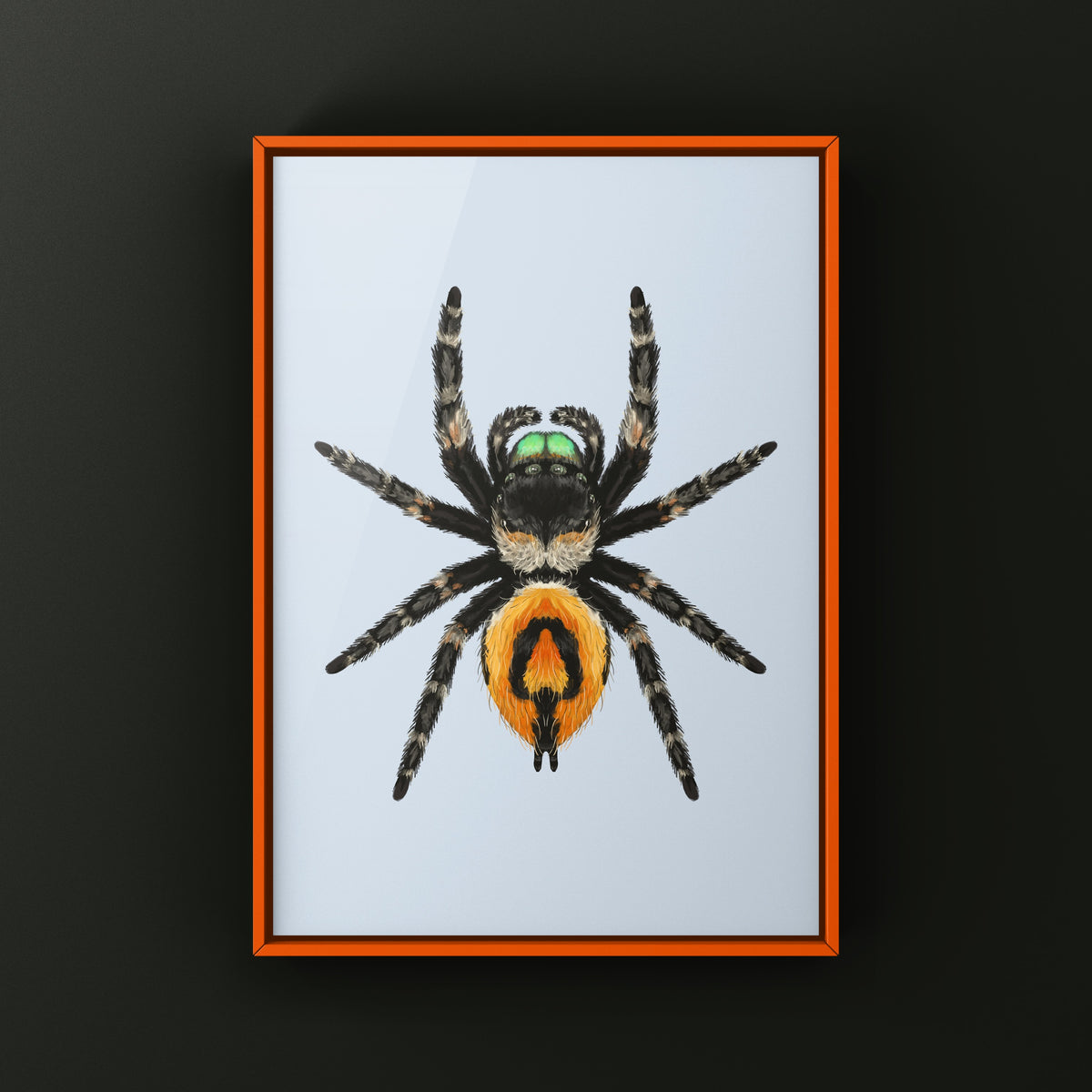 Bold Jumping Spider Art Print (Phidippus audax) — Female from The Silk Ranch