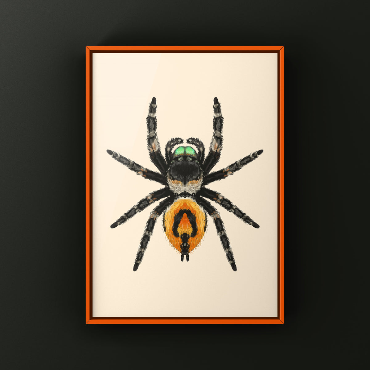 Bold Jumping Spider Art Print (Phidippus audax) — Female from The Silk Ranch