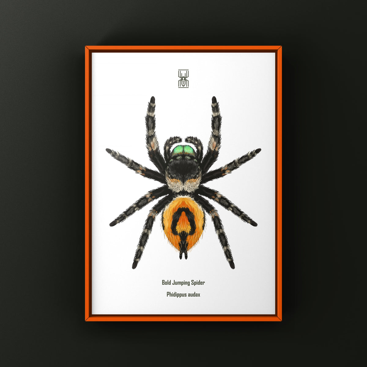 Bold Jumping Spider Art Print (Phidippus audax) — Female from The Silk Ranch