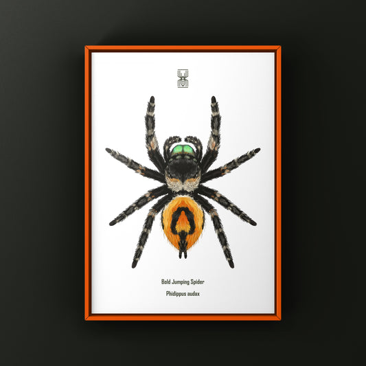 Female Bold Jumping Spider art print featuring a Phidippus audax spider, showcasing detailed, vibrant arachnid artwork from The Silk Ranch.