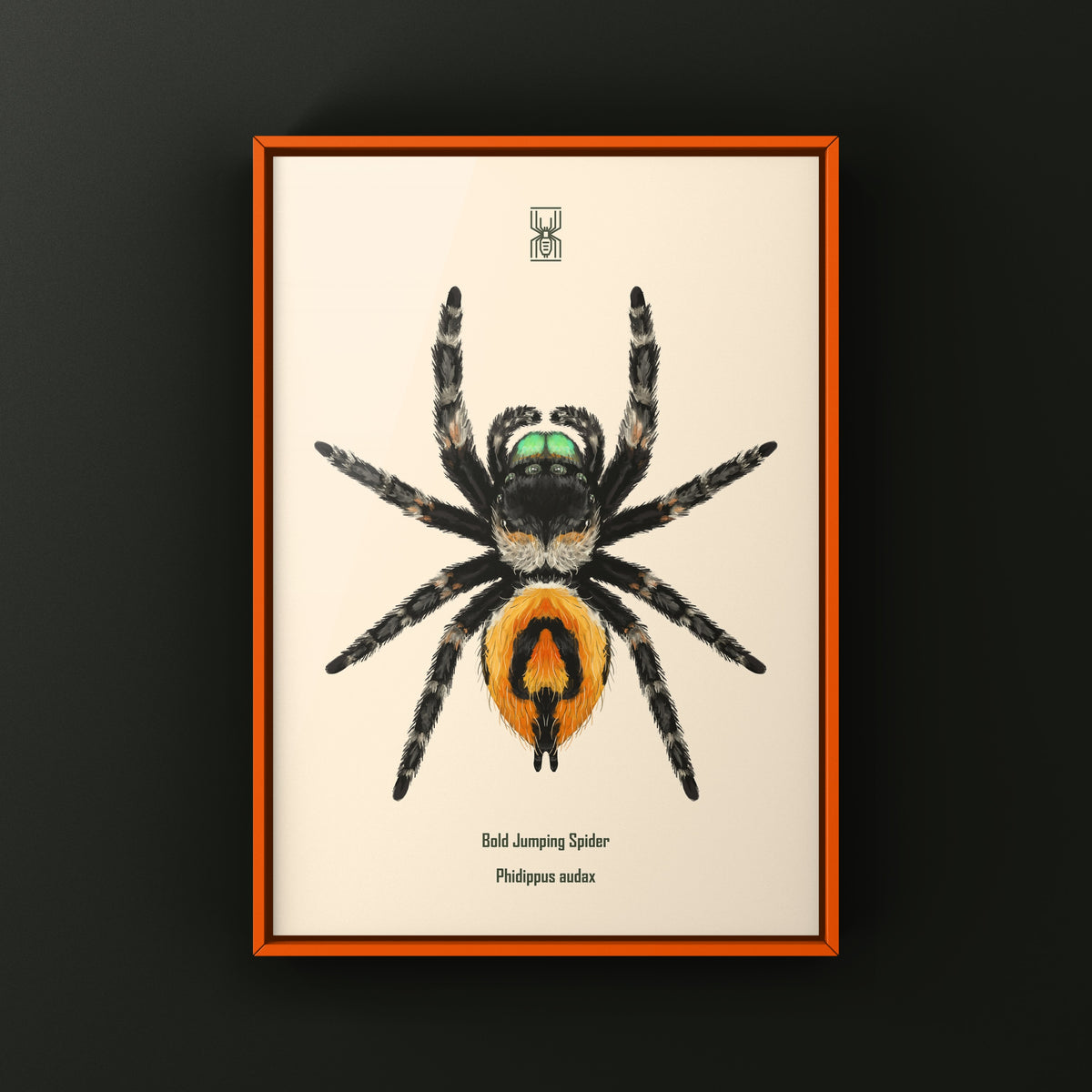 Bold Jumping Spider Art Print (Phidippus audax) — Female from The Silk Ranch