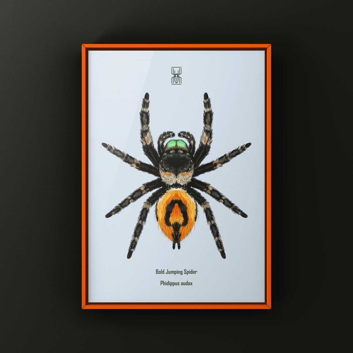 Bold Jumping Spider Art Print (Phidippus audax) — Female from The Silk Ranch