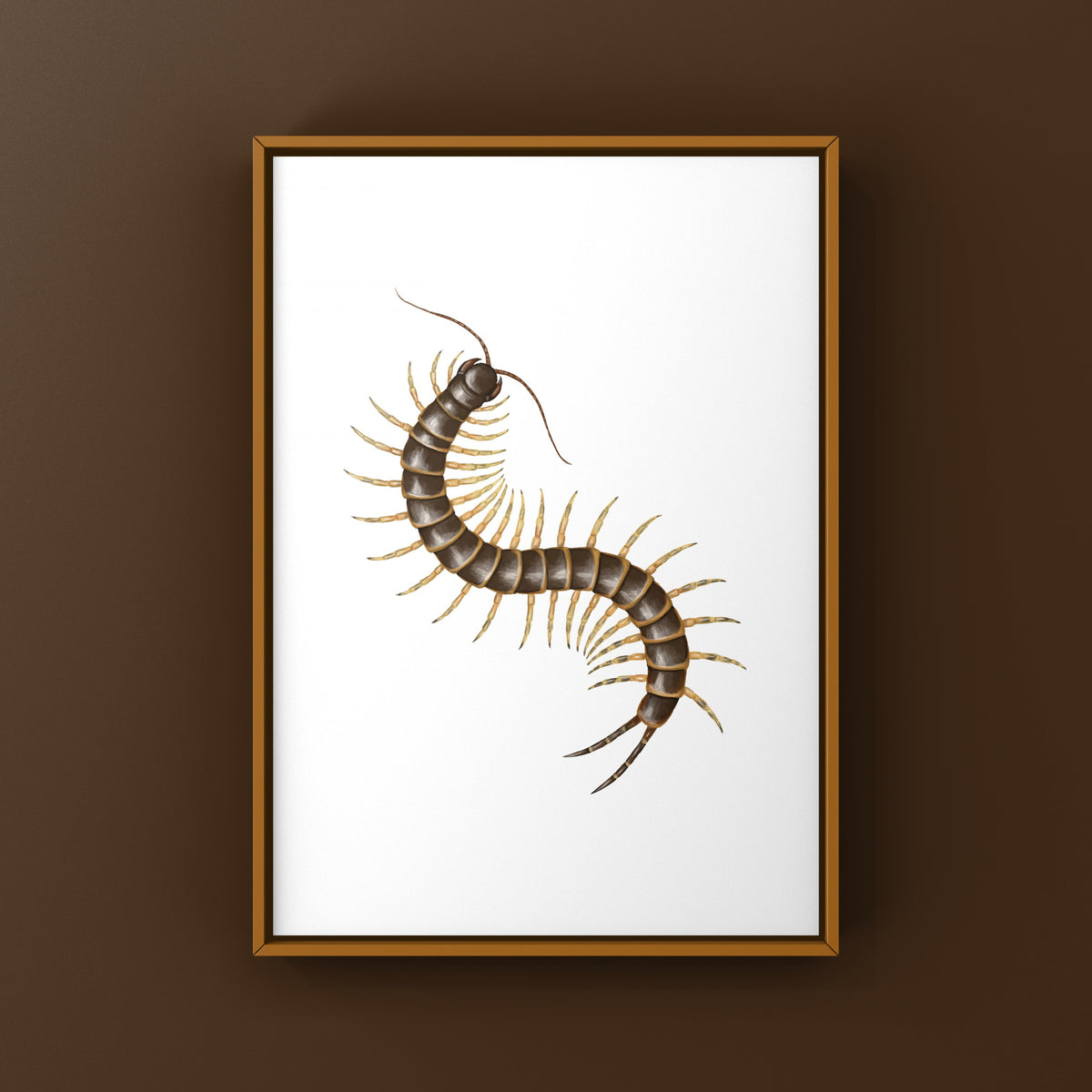 Amazonian Giant Centipede Art Print (Scolopendra gigantea "Gold")